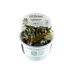 1-2-GROW Cryptocoryne Wendtii ‘Mi Oya’, Tropica
