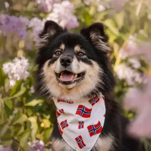 17. mai-pakken