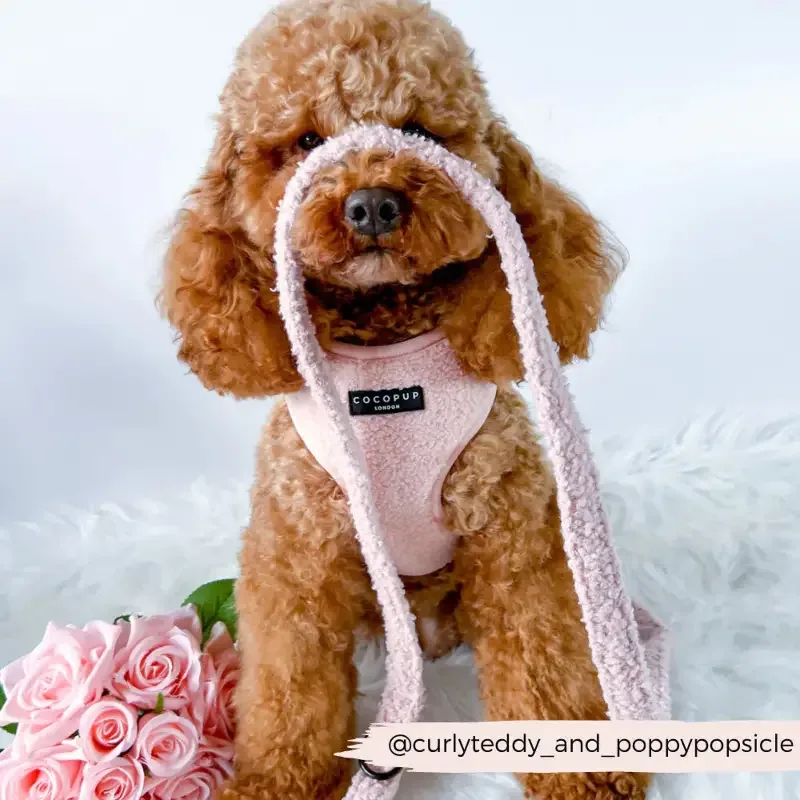 50% rabatt: Rosa teddy hundebånd (kun bånd)