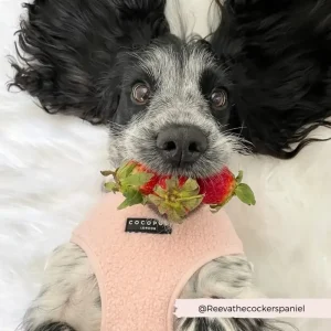 50% rabatt: Rosa teddy hundesele med god passform