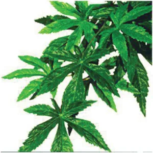 Abuliton S Plastplante