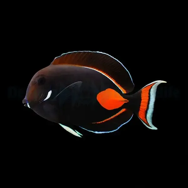 Acanthurus achilles – Achilles Tang