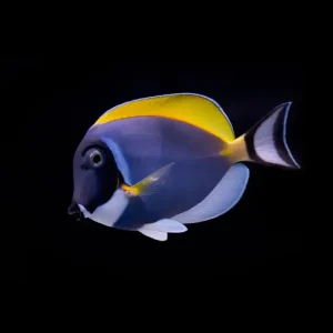Acanthurus leucosternon – Powder Blue Tang