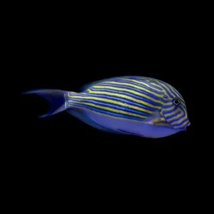 Acanthurus lineatus – Clown Tang / Lined Surgeonfish