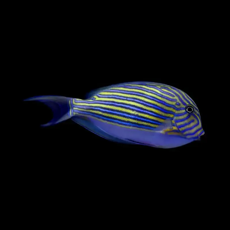 Acanthurus lineatus – Clown Tang / Lined Surgeonfish