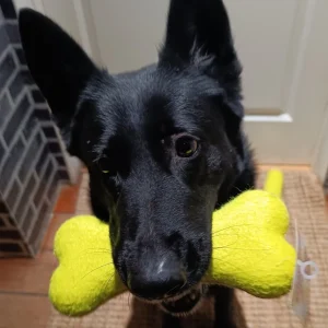 AirDog hundeleke Tennis ben