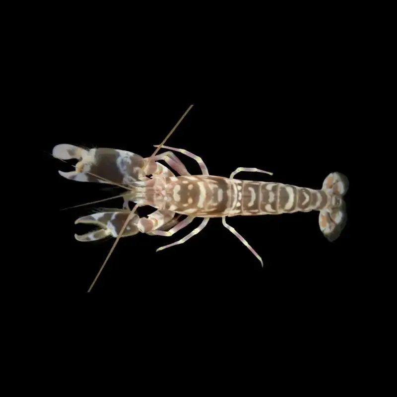 Alpheus bellulus – Tiger Pistol Shrimp