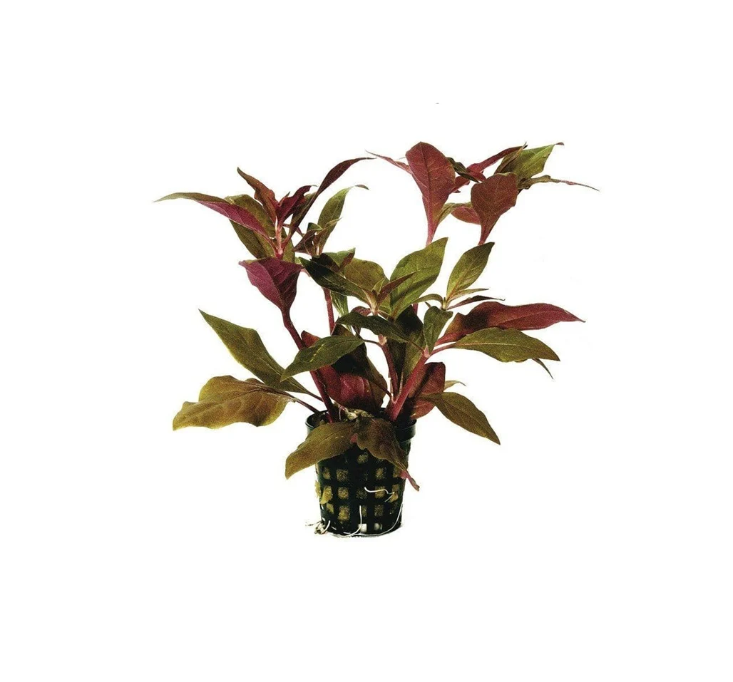 ALTERNANTHERA Cardinalis variegata