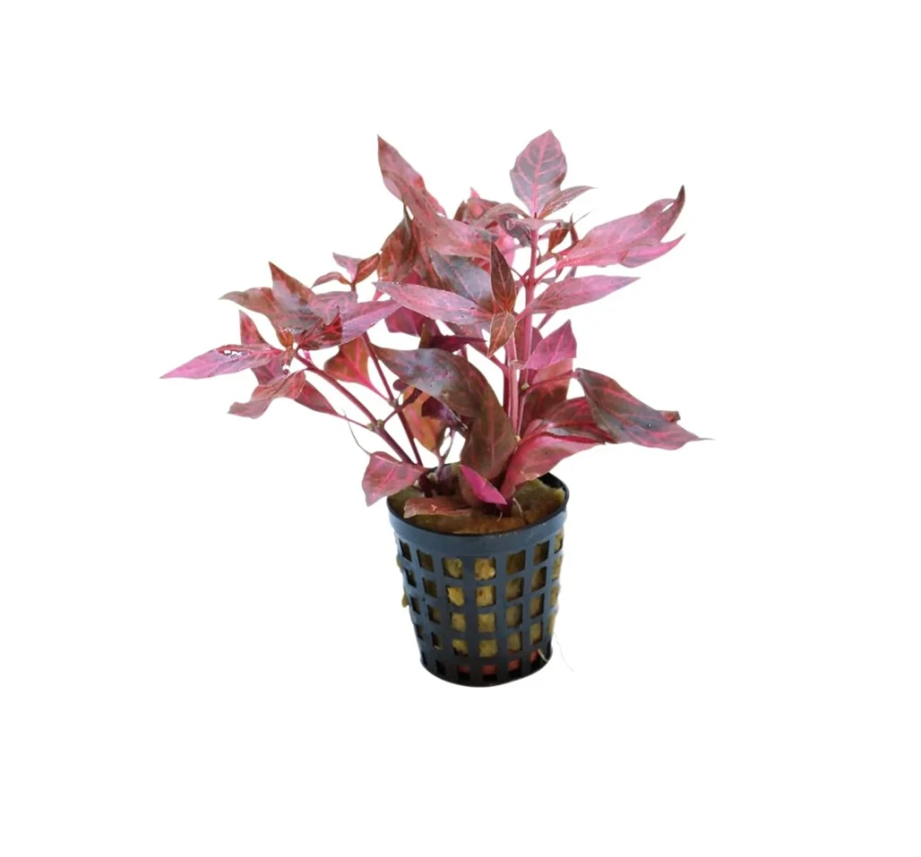 ALTERNANTHERA Cardinalis variegata - Image 2