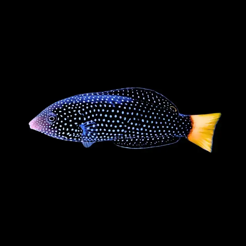 Anampses meleagrides – Yellowtail Wrasse