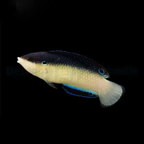 Anampses neoguinaicus – New Guinea Wrasse