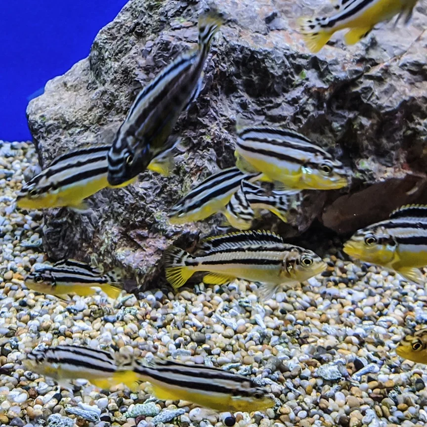 AURATUS, Melanochromis auratus (Malawi)