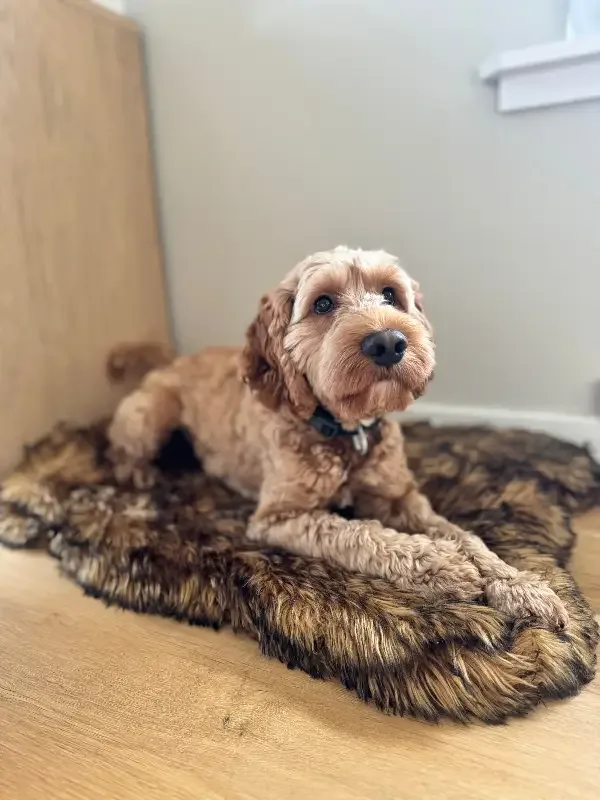Avtakbart Trekk til ComfyRug Original Hundeseng – Passer ComfyRug Original (uten madrass)