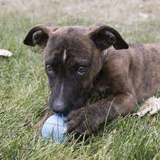 BALL Kong, Puppy, m/hull, M/L, Ø7,5cm. - Image 2