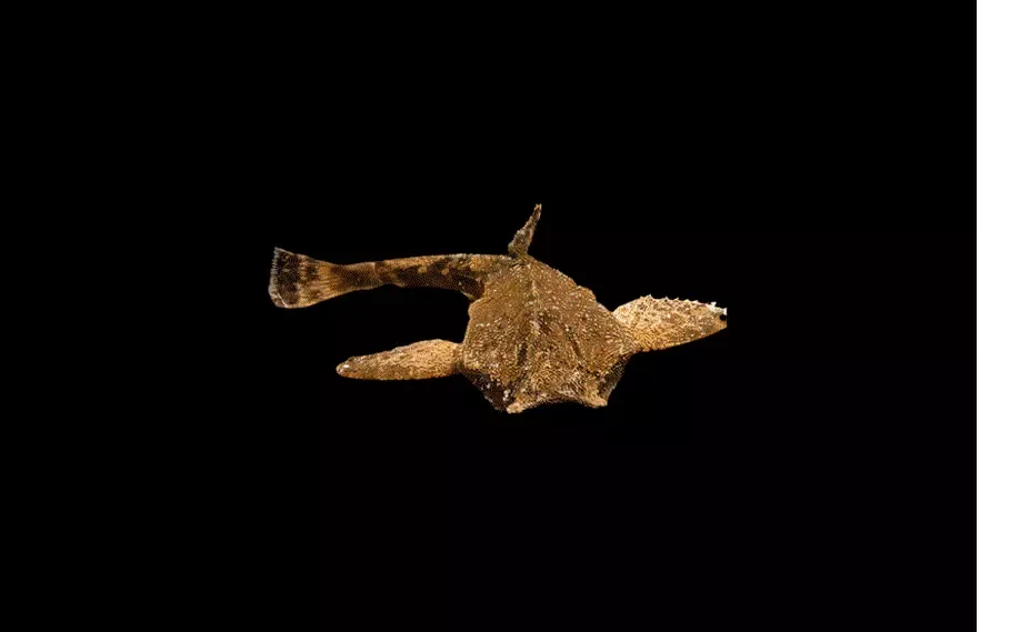 BANJOMALLE Bunocephalus coracoideus