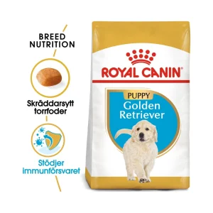 BHN Golden Retriever Puppy