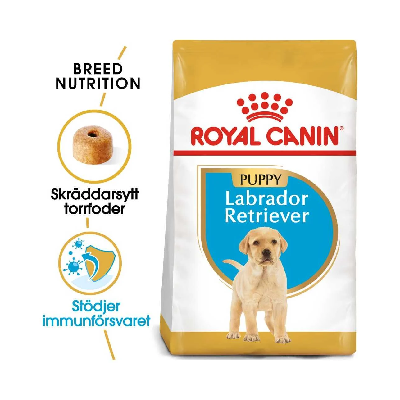 BHN Labrador Puppy
