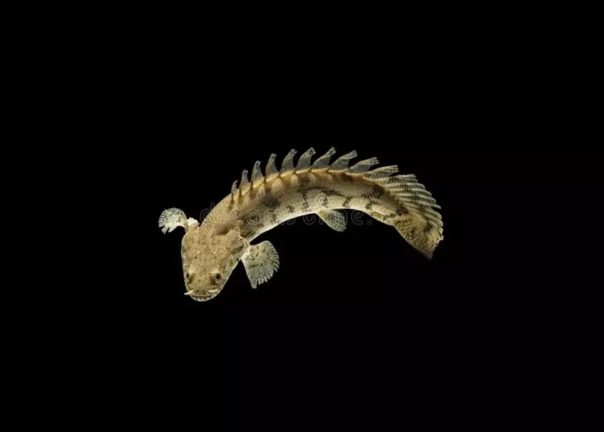 BIKIR Polypterus endlicheri