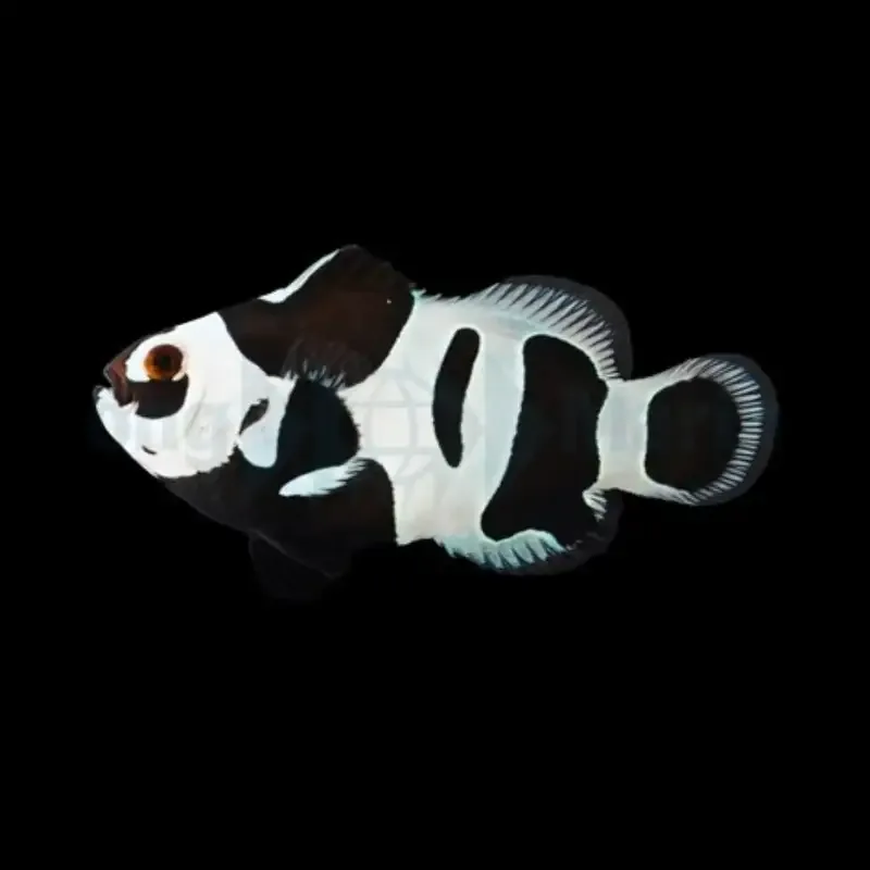 Black Storm Klovnefisk – Amphiprion ocellaris