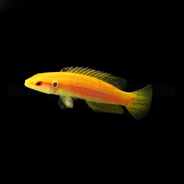 Bodianus bimaculatus – Twinspot Hogfish