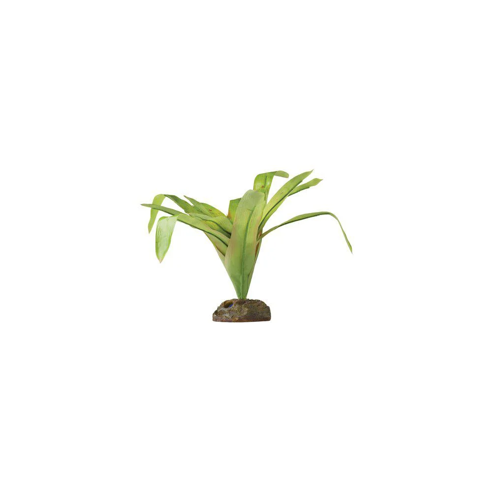 Bromelia M - Image 2
