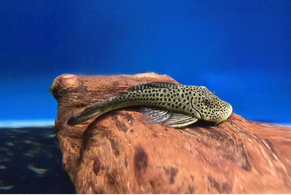 BULLDOG PLECO (L445) Chaetostoma thomasi