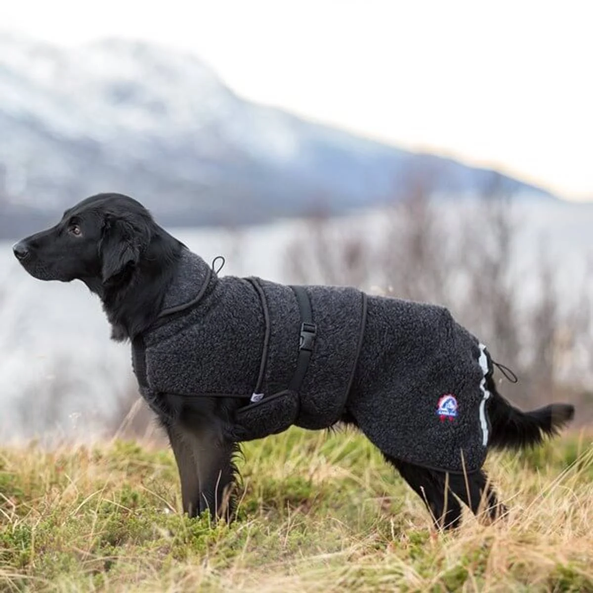 Canelana Ambassadør ulldekken terrier M/L 48cm