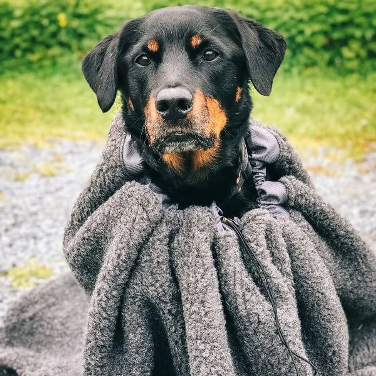 Canelana CAVE Varmepose i ull til hund