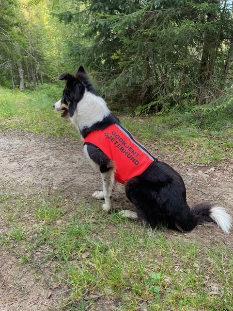 Canelana VISIO «Godkjent Gjeterhund»