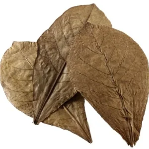 Catappa Leaves Nano 12p