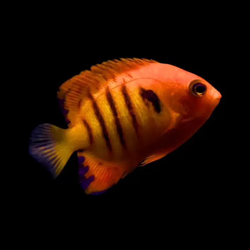 Centropyge loricula – Flammeangel