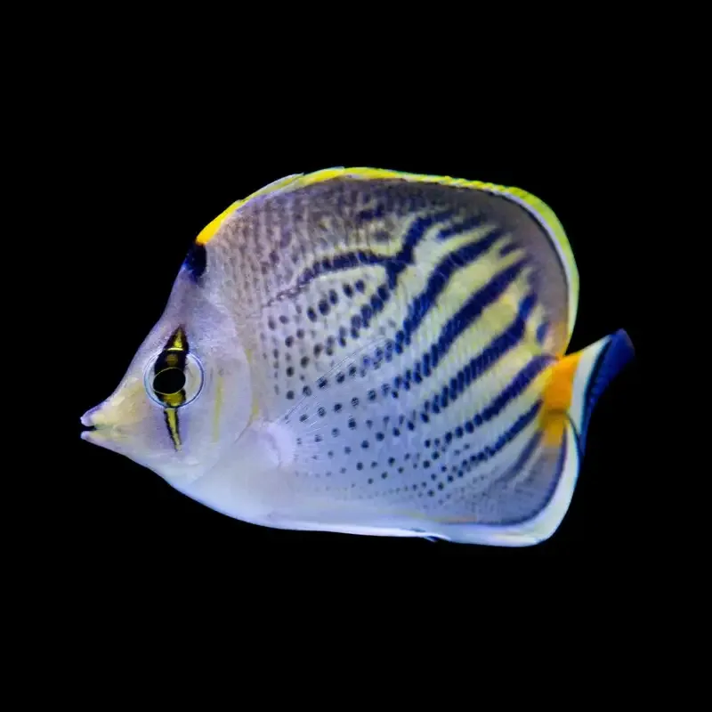 Chaetodon pelewensis – Sunset Butterflyfish