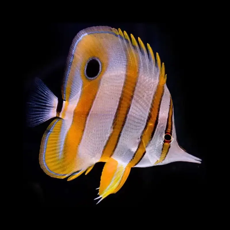Chelmon Rostratus – Copperband Butterflyfish
