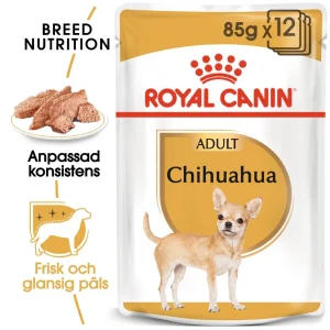 Chihuahua Adult v氓tf么r for hunder