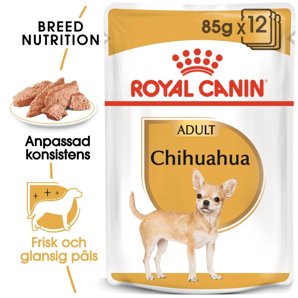 Chihuahua Adult v氓tf么r for hunder