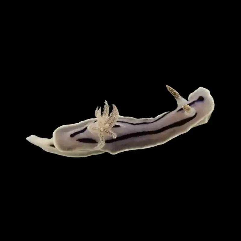 Chromodoris willani