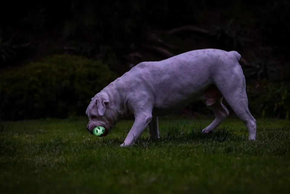 Chuckit! Max Glow Air Fetch Ball Medium - Image 2