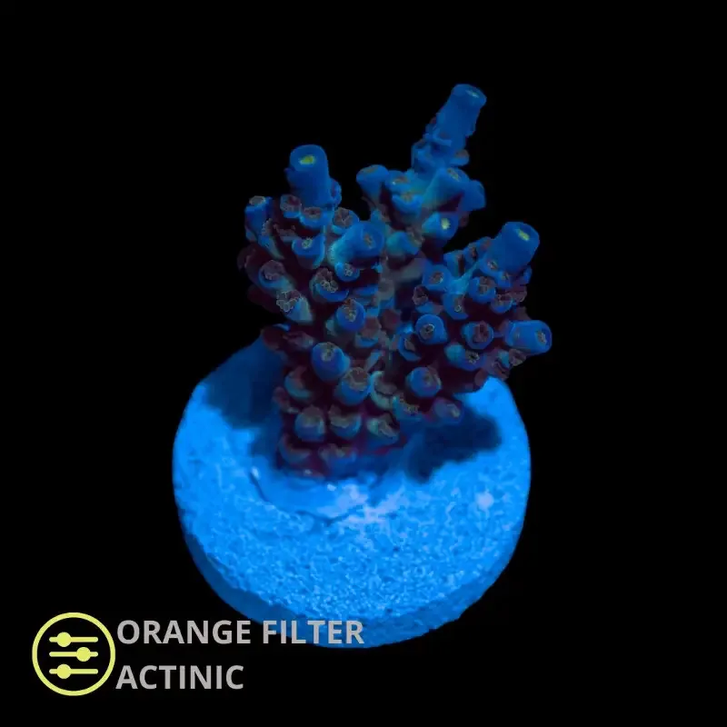 CL Acropora Blue Tenuis – Frag