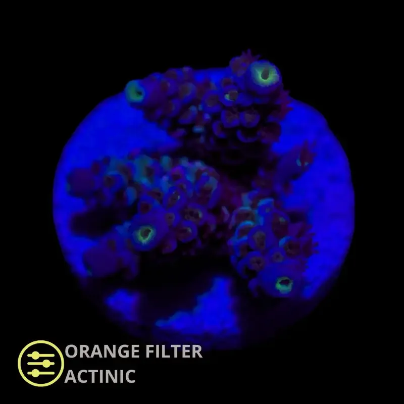 CL Acropora Homewrecker – Frag