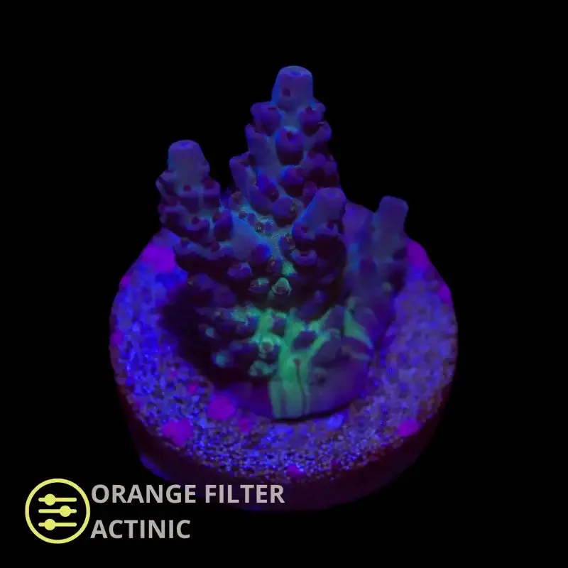 CL Acropora Northern lights – Frag
