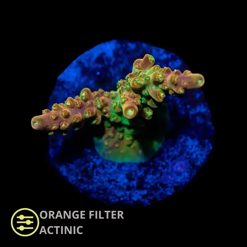 CL Acropora Paletta Pink – Frag