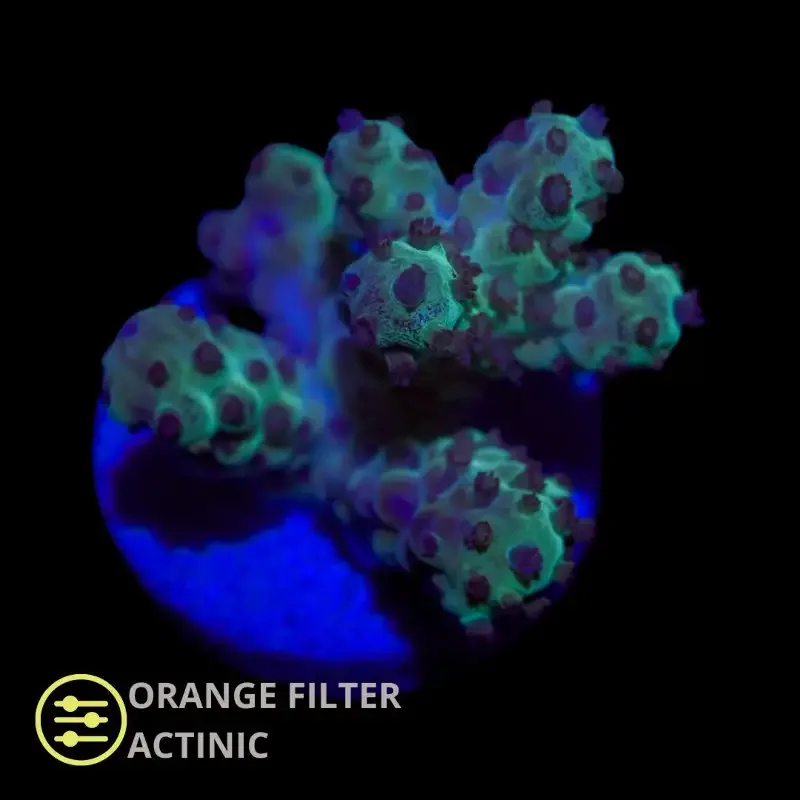 CL Acropora Sarmentosa – Frag