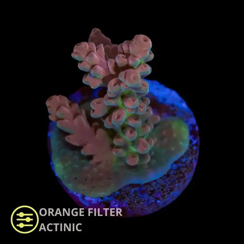 CL Acropora Wasteland – Frag