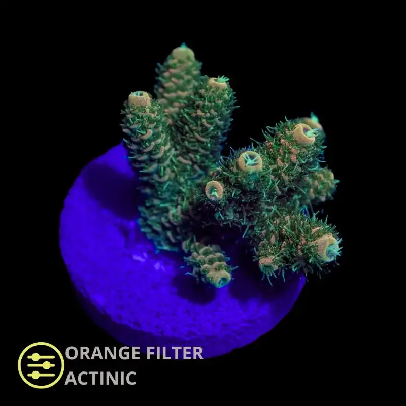 CL Acropora Yellow Millepora – Frag