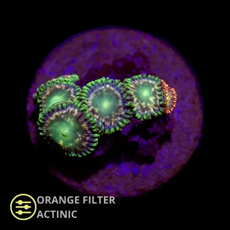 CL Aussie Green Zoanthid – Frag