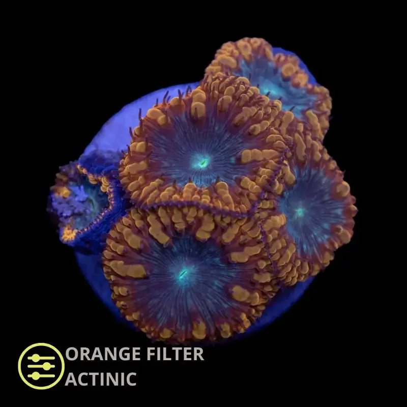 CL Blastomussa Red Ultra – Frag
