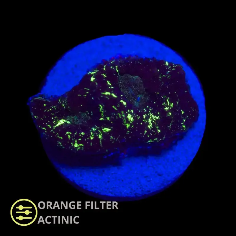 CL Blood Alien Favia – Frag