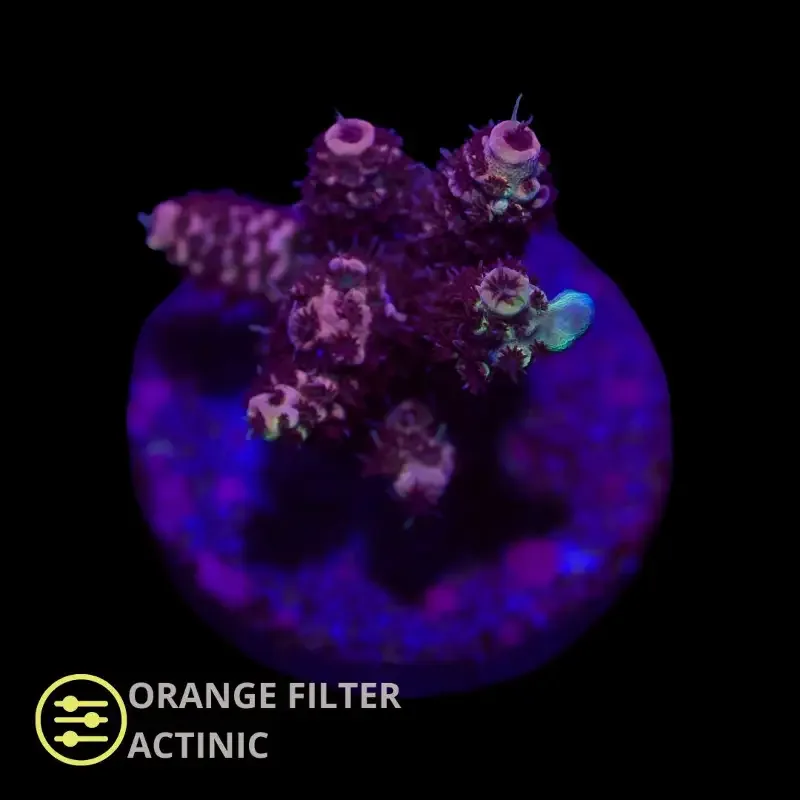 CL Bronze Mille – Frag