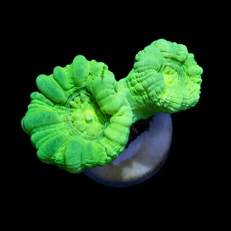 CL Caulastrea Candy Cane Neon – Frag
