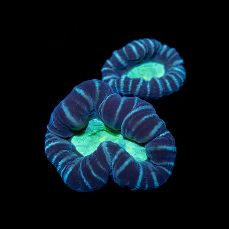 CL Caulastrea Candy Cane Star Mint – Frag